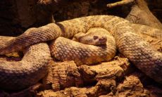 关于梦见家中到处蛇出没的意义及其可能给予的预示