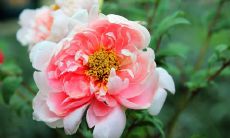 以灵活圆滑的方式行事、默默洞察一切、拥有超凡大智慧的星座