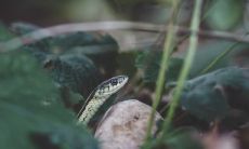 做梦遇见蛇,到底是预示着财富之进还是财富之出?