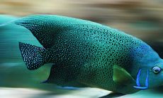 女性做梦，梦见巨大的鱼在陆地上游，这种梦境代表什么？