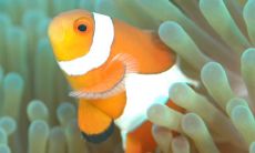 What does it mean when a woman dreams of a large fish leaping in the water?