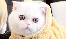 为什么梦见猫会分流好事和坏事呢?这代表着哪些含义和象征意义呢?