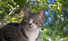 女性做梦发现被多只猫包围,这意味着什么?这是好兆头吗?