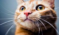 中年女性做梦梦见猫,这可能有着深刻的预兆和象征意义,想要了解其中的隐含意义和象征寓意,请继续阅读