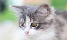 女性在梦中见到猫是不吉利的预兆吗?这种梦境所代表的含义是什么?