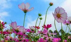 做梦抱着女婴，暗示着哪些寓意与象征意义？