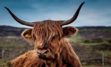 探究牛宝宝取名的禁忌及最吉利的取名方式