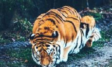 为什么称属马、狗、虎的星座组合为大三合？这个组合会带来大富大贵吗？