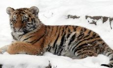 属虎人在2022年能否获得双重喜悦？这是否意味着有可能迎来新生命的到来？