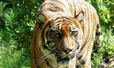 2022年属虎的贵子诞生，寻找上等之命的吉时是哪一日？