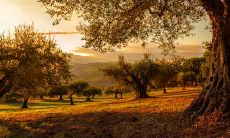 土兔的命运揭秘：探究土兔人的吉凶流年，解读土兔人的人生运势！