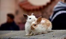 「揭秘十兔中的苦命之兔:出生月份对兔子命运的决定性影响,属兔中哪个月份出生最为幸运?」