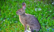 父母一个是鸡一个是兔，若属鸡孕育兔宝宝如何处理？