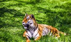 根据风水学,属虎的人更适宜住几楼?属虎住东户与西户哪个更有利?探寻最旺风水方位