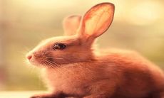 哪一个更好?2022年属虎和2023年属兔的运势比较及详细解析