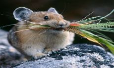 2023年的幸运生肖预测：哪些生肖鼠和生肖羊将会拥有财运好运？