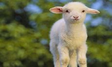 在2023年兔年,属羊人有更高机率遇到心仪的“正缘”,找到自己的一生伴侣!