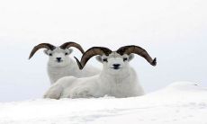 2023年，哪个生肖的运势最胜？在哪个方面能够获得最佳运势表现？