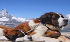 2023年哪些生肖会背叛婚姻？生肖狗将会成为立场不坚定的代表！