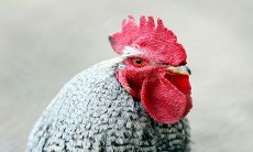 2023年犯太岁的生肖鸡：财富运势究竟如何，详细分析！