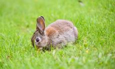 如何解决鸡兔不和,让兔和鸡合作带来财富?