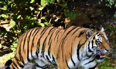 在老虎子时,是上山的老虎还是下山的老虎?