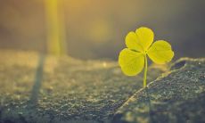 探讨面相学中的美人沟下巴特征及其意义：美人沟下巴好不好？