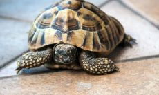 为什么不应该将乌龟养在客厅？如何选择适合放置家中乌龟的最佳位置？