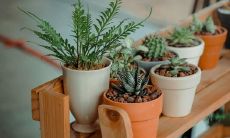 在客厅中放置花架时,应注意安放在正对大门的位置吗?这个问题涉及到客厅风水中的哪些重要因素需要注意?