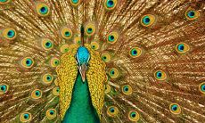 进门遇见孔雀风水,画有何寓意,如何为家运带来好运?