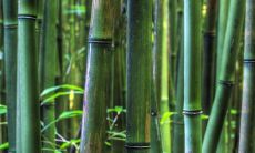 在家中培养风水，水竹应该放在哪个客厅位置最佳？