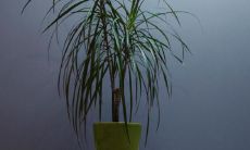 在家门口放置花盆时需要注意的禁忌和忌讳有哪些 ？