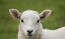 属羊人适宜佩戴珍珠耳环,但应避免戴某些其他饰品