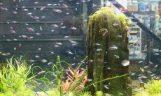 南阳台适合放置鱼缸吗?需要遵守哪些风水禁忌呢?