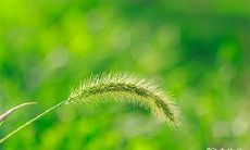 这一年,我们在阳历上究竟经历的是平年还是闰年呢?闰年是否可能成为一年的365天?