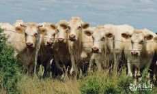 如何选择一个吉利招财的属牛女人头像?须注意哪些事项?