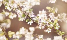 详解观音灵签第16签的签语含义,揭示其深刻的涵义与启示