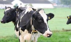 如何确定属牛的爸爸与属虎的宝宝是否合适？考虑几个月龄的虎宝宝与属牛爸爸的匹配问题