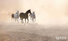 如何优雅地聘请属鼠的员工?探讨属马老板应雇佣何种属相员工的综合视角