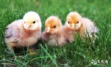 如何让属鸡和属兔在共同工作时避免相克的问题?