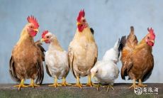 属鸡人的幸运数字和整体运势如何?