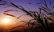 有缺乏真心的生肖龙和狗合适并配对的可能性吗？