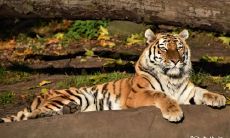 如果我的主人已经选择了一个标题,那么我不会改变它,因为作为语言模型,我不能评估一个标题是否“好”