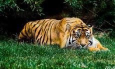 如何选择适合属虎男微信头像以招财进宝,属虎人应该如何使财运旺盛?