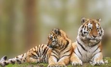 属虎的人该使用什么样的头像?2022年本命年忌讳的头像禁忌指南