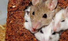 2020年属鼠人婚姻稳定性低吗?如何有效化解本命年的困难和劫难以维持幸福的婚姻?