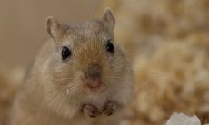 如何提升72年属鼠48岁的人生运势,以实现更美好的生活?