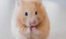 1996年生肖属鼠的人在2020年的运势如何?是好是坏?