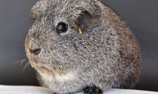 如何在2020年鼠年躲避太岁避灾祸:有效方法与实用建议