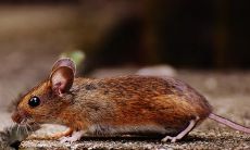 探究1984年属鼠人的劫难经历：36岁本命年的吉凶如何？